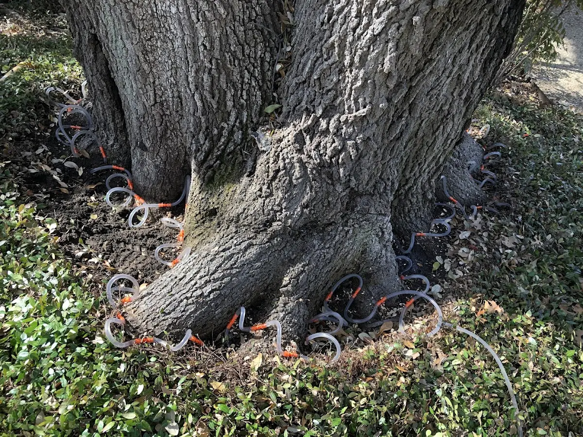 Detailed Tree Cabling and Bracing job site in Denton