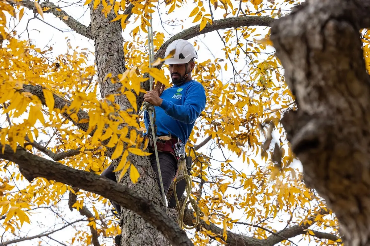 Skilled Emergency Tree Service crew working in Denton